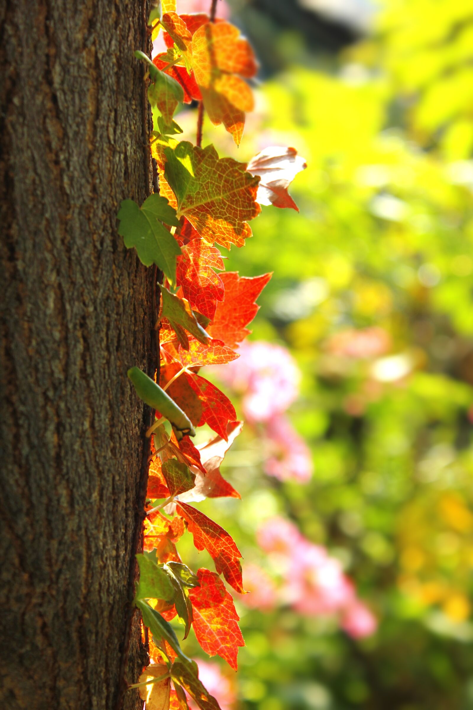 Canon EOS 550D (EOS Rebel T2i / EOS Kiss X4) sample photo. Autumn, leaves, landscape photography