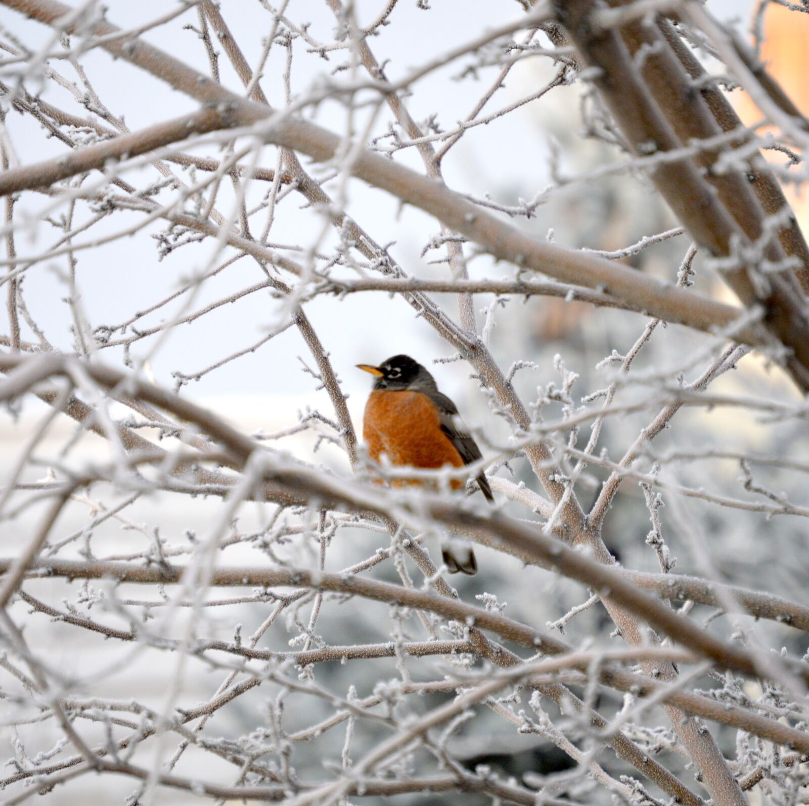 Nikon D3200 sample photo. Robin, bird, winter photography