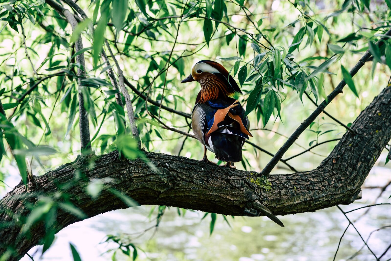 Nikon D610 sample photo. Mandarin ducks, water bird photography