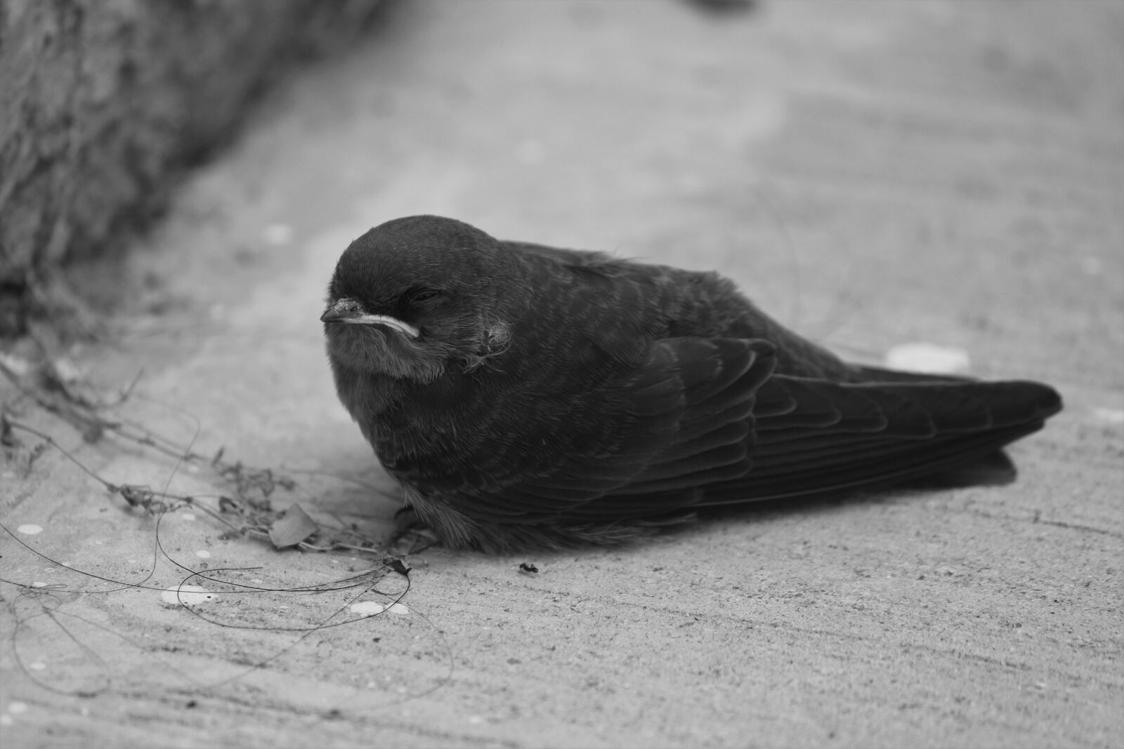 Canon EOS 1200D (EOS Rebel T5 / EOS Kiss X70 / EOS Hi) sample photo. Bird, aves, ornithology photography