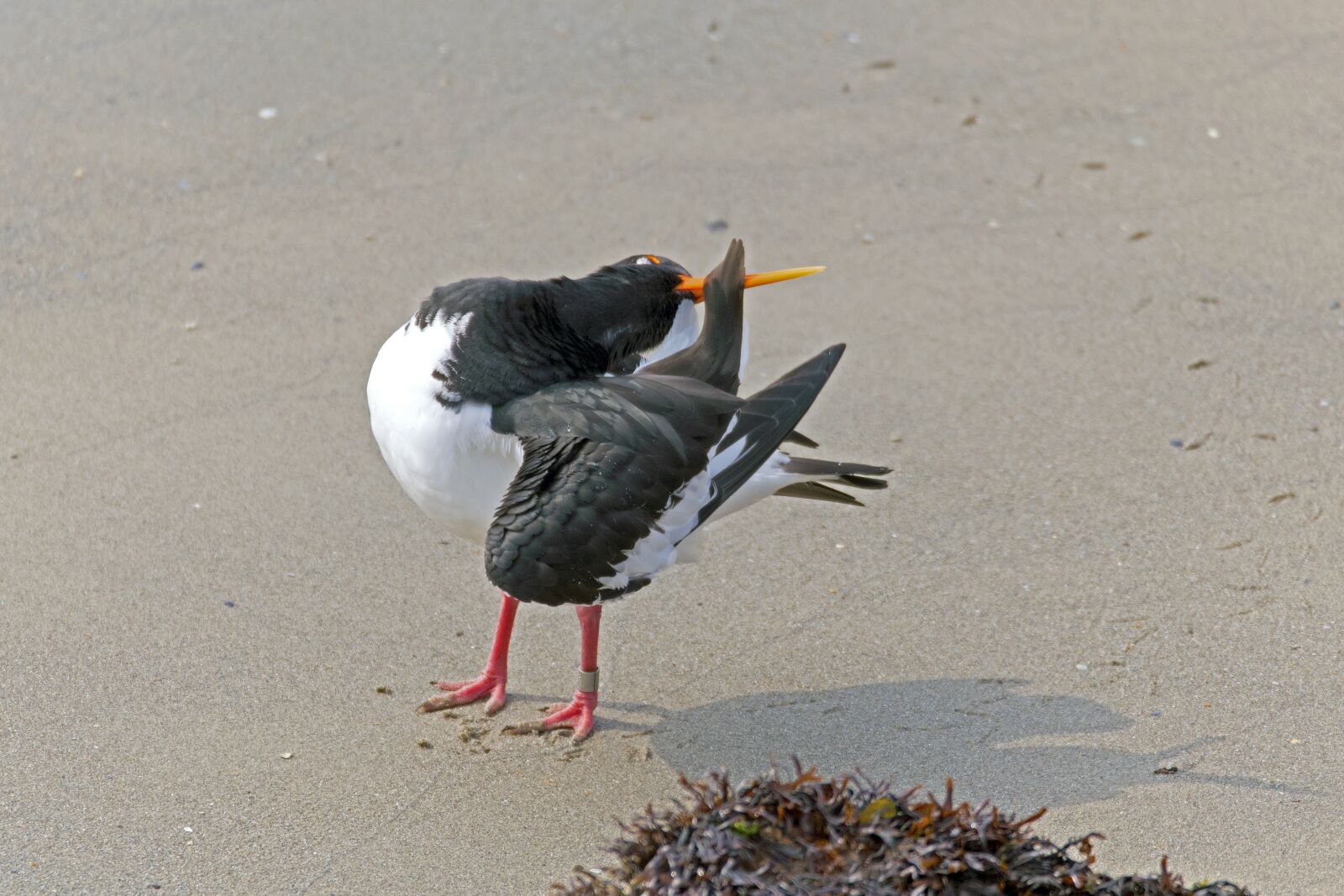 Nikon D500 sample photo. Oystercatcher, body care, wader photography
