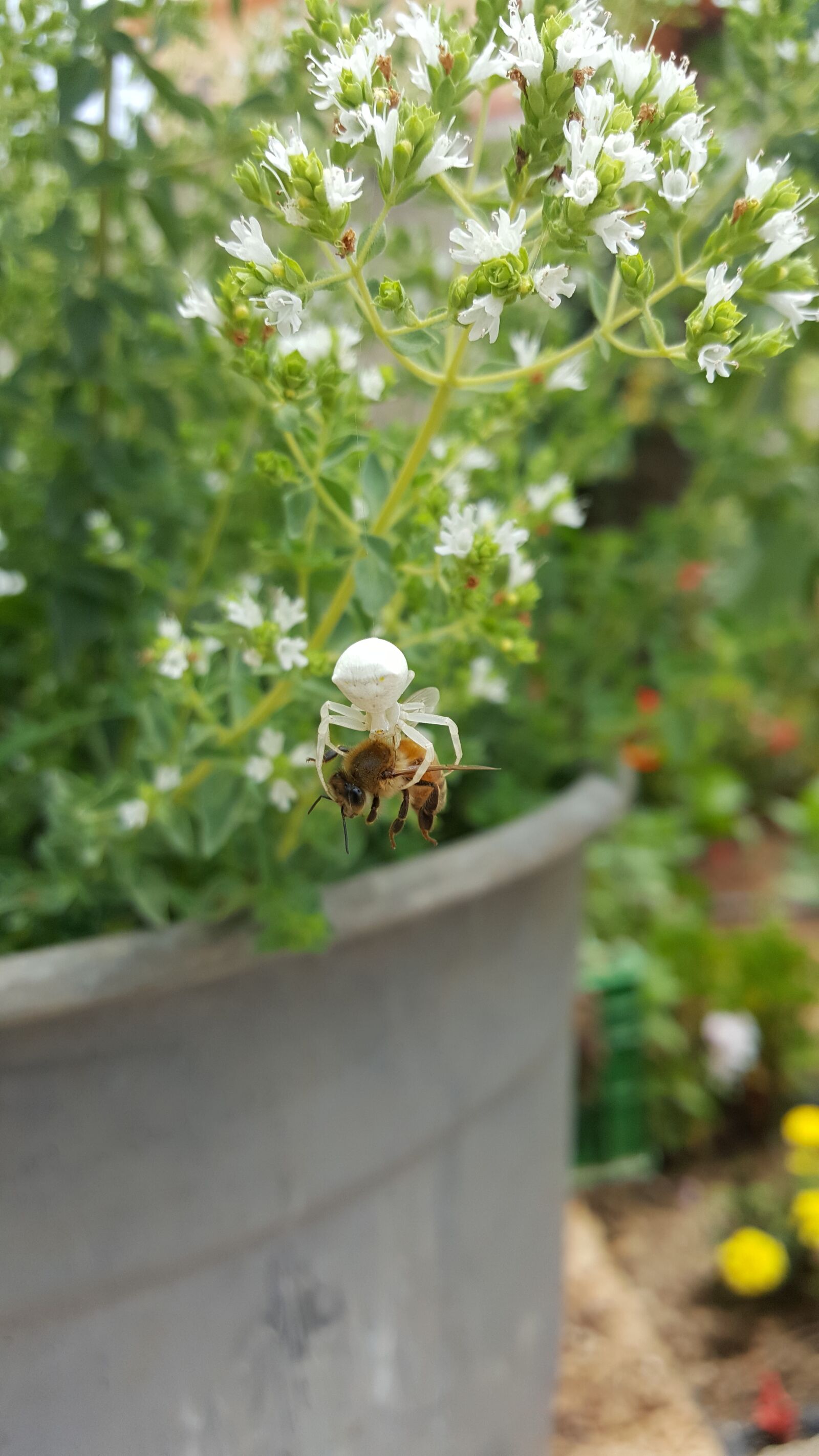 Samsung Galaxy Note5 sample photo. Spider, bee, nature photography