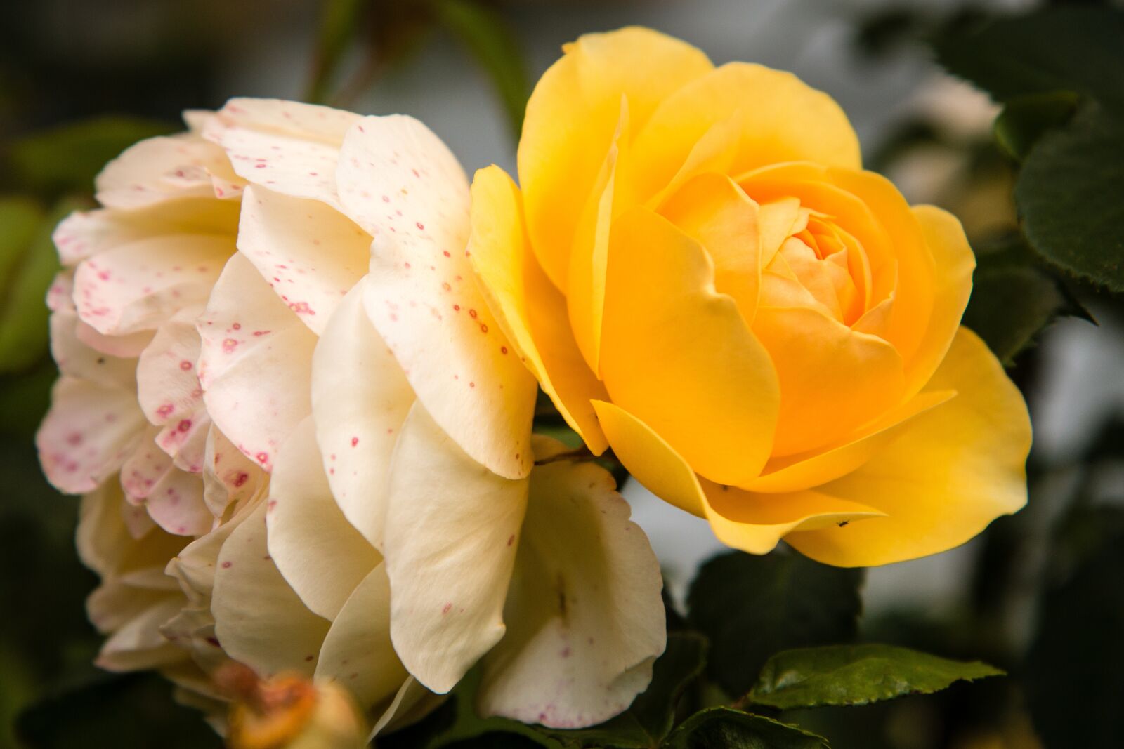 Canon EOS 70D sample photo. Rose, flower, flora photography