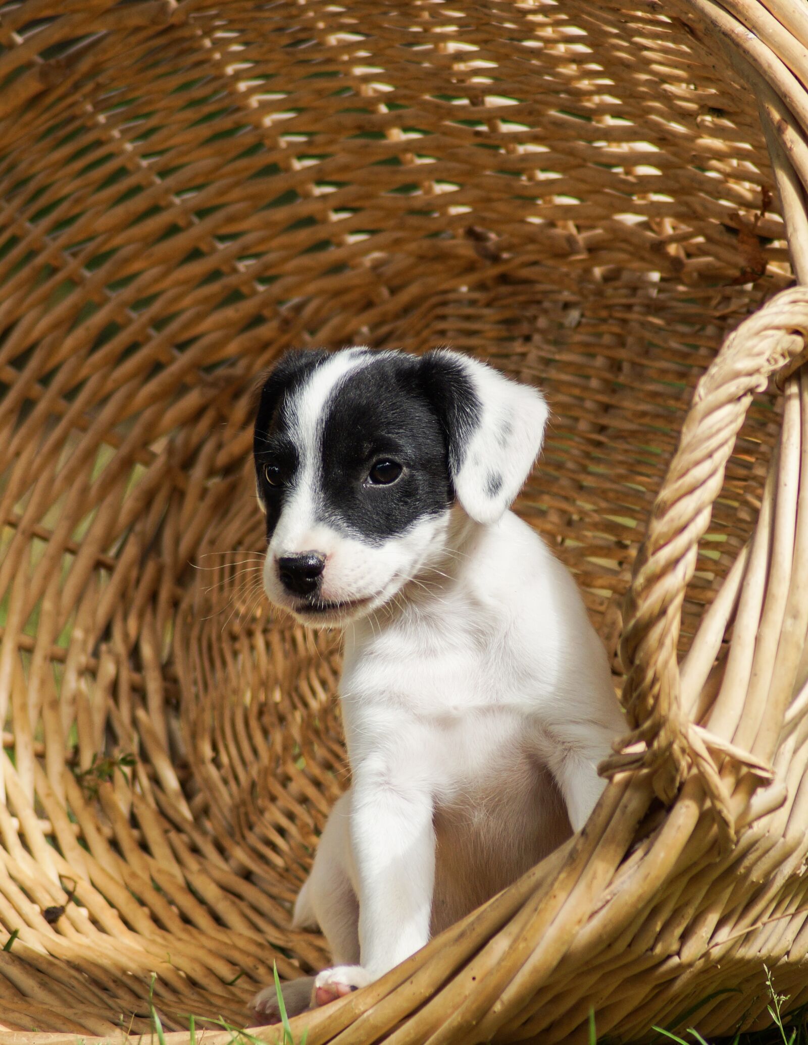 Sony SLT-A58 sample photo. Puppies, dog, animal photography