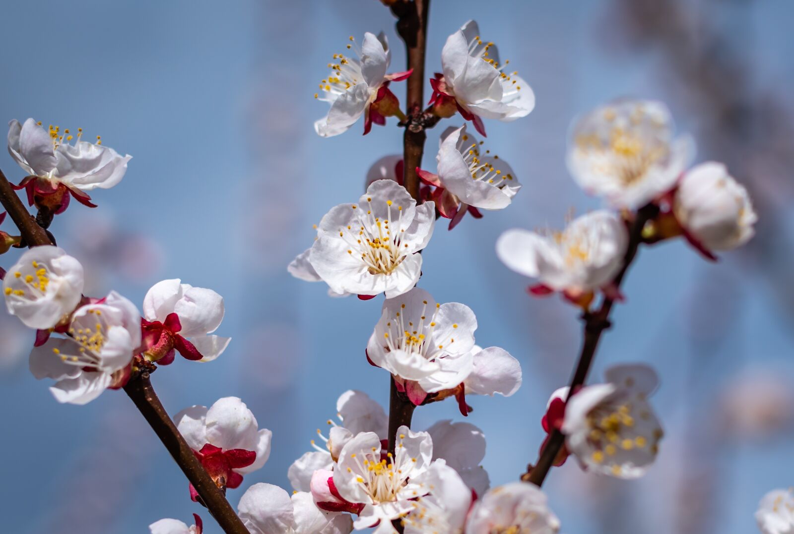 Nikon D750 sample photo. Flowers, spring, apricots photography