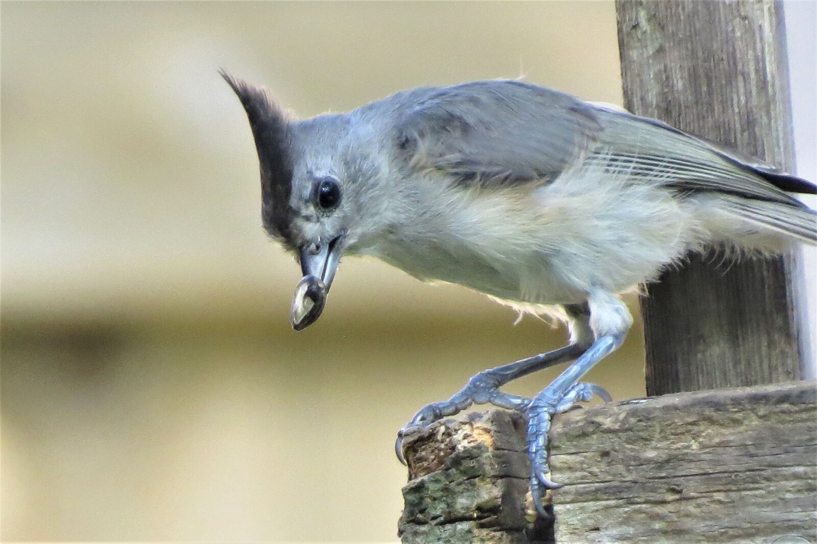 Canon PowerShot SX50 HS sample photo. Bird, gray, tan photography