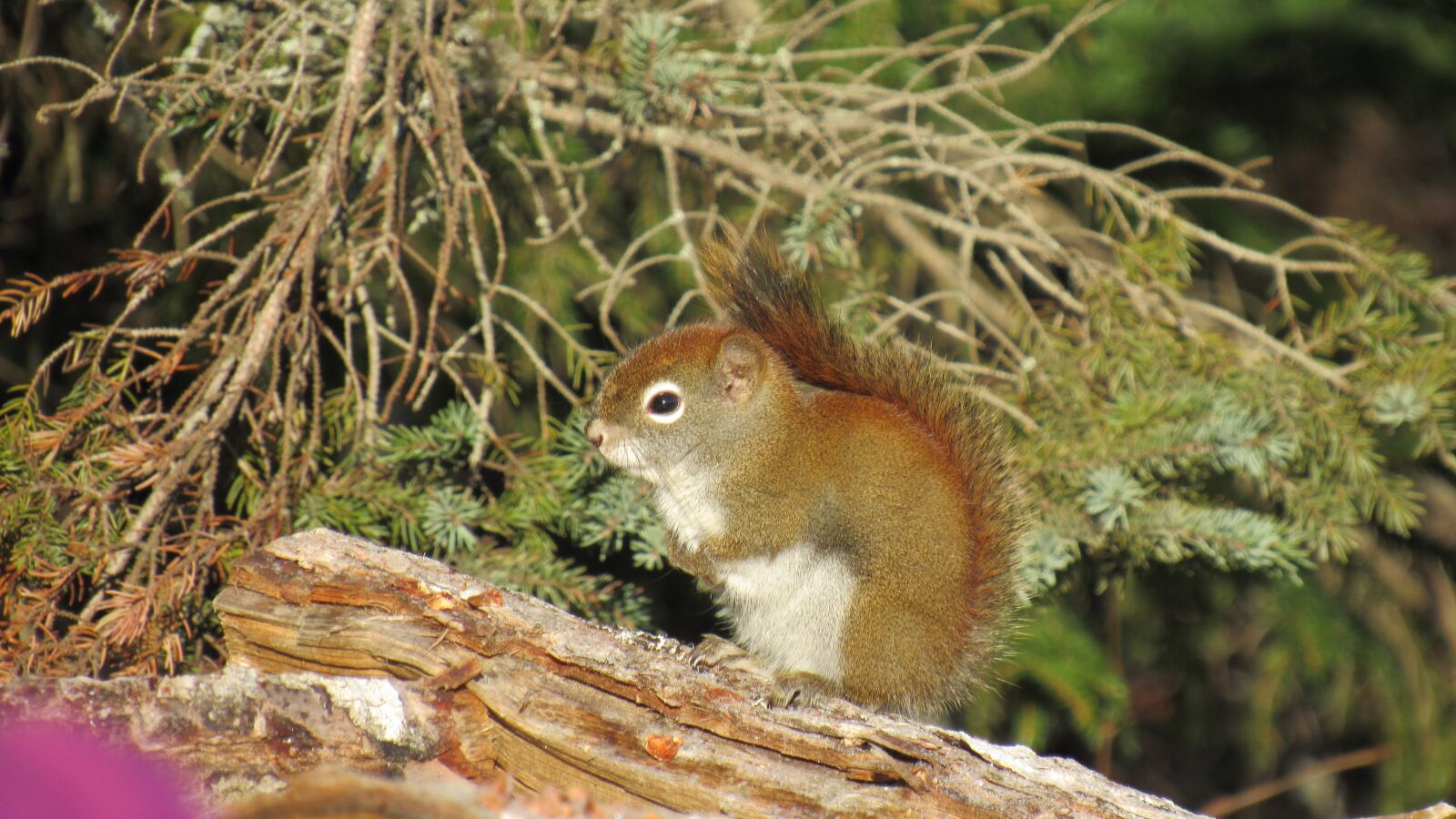 Canon PowerShot SX530 HS sample photo. Squirrel, winter, animal photography