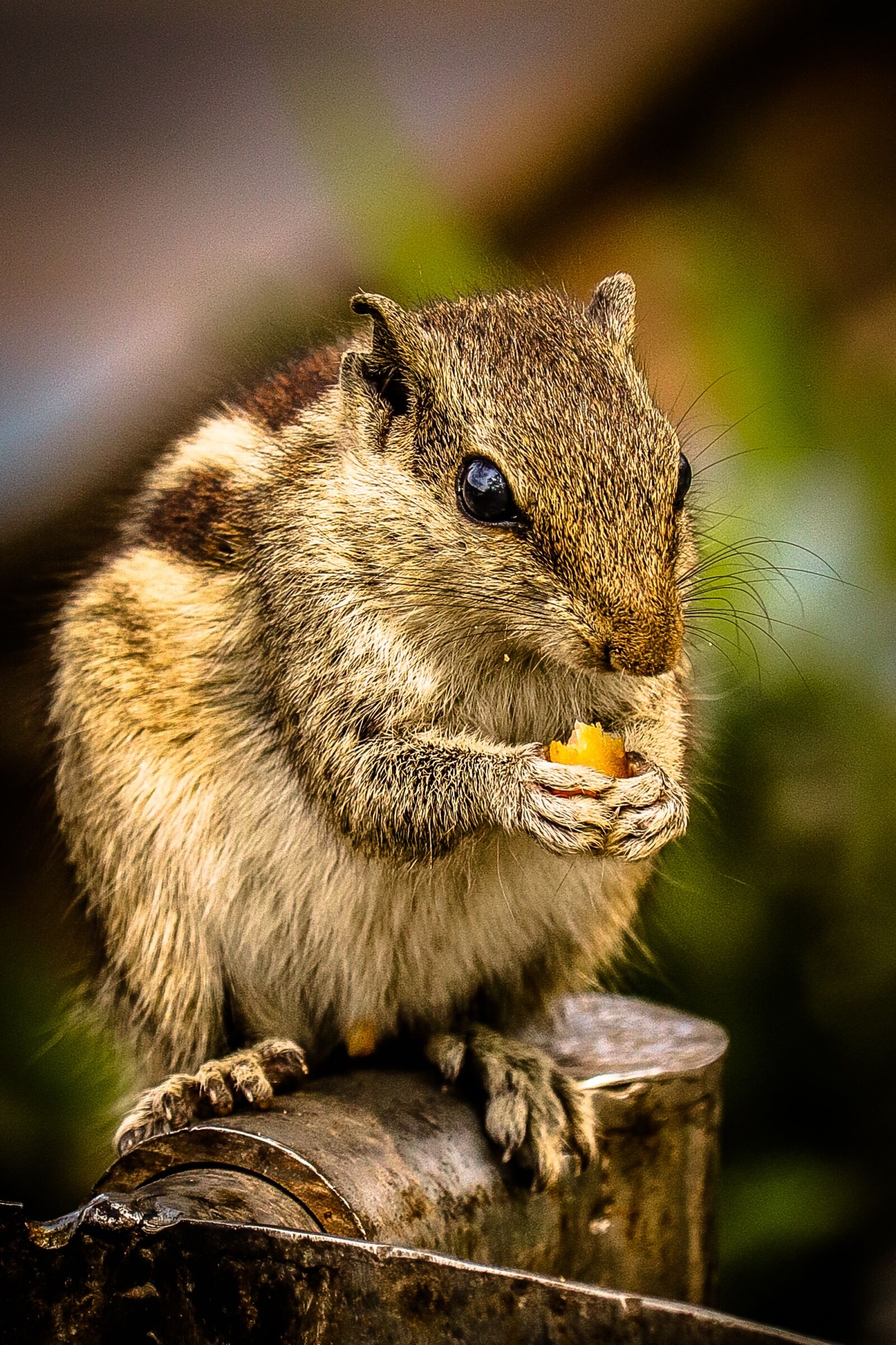 Canon EOS 200D (EOS Rebel SL2 / EOS Kiss X9) sample photo. Squirrel, nut, animal photography