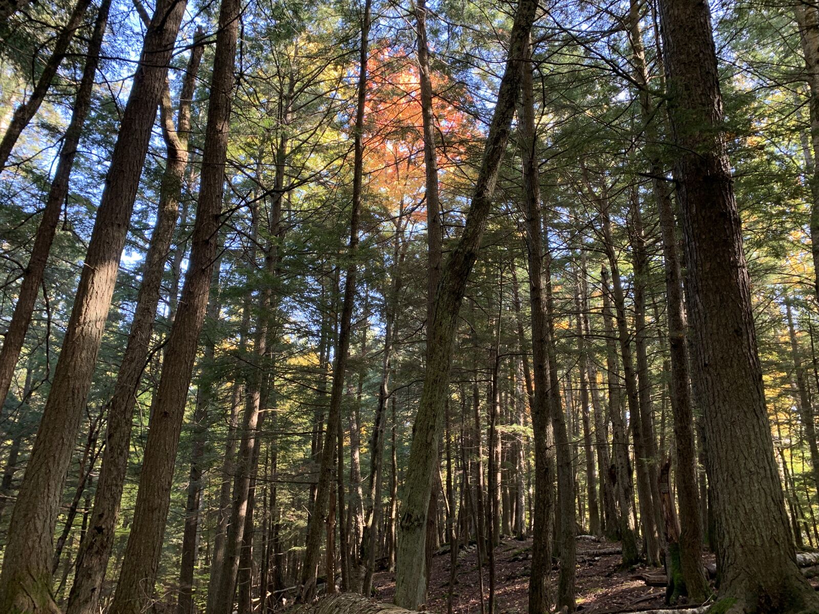 Apple iPhone XS sample photo. Woods, nature, forest photography