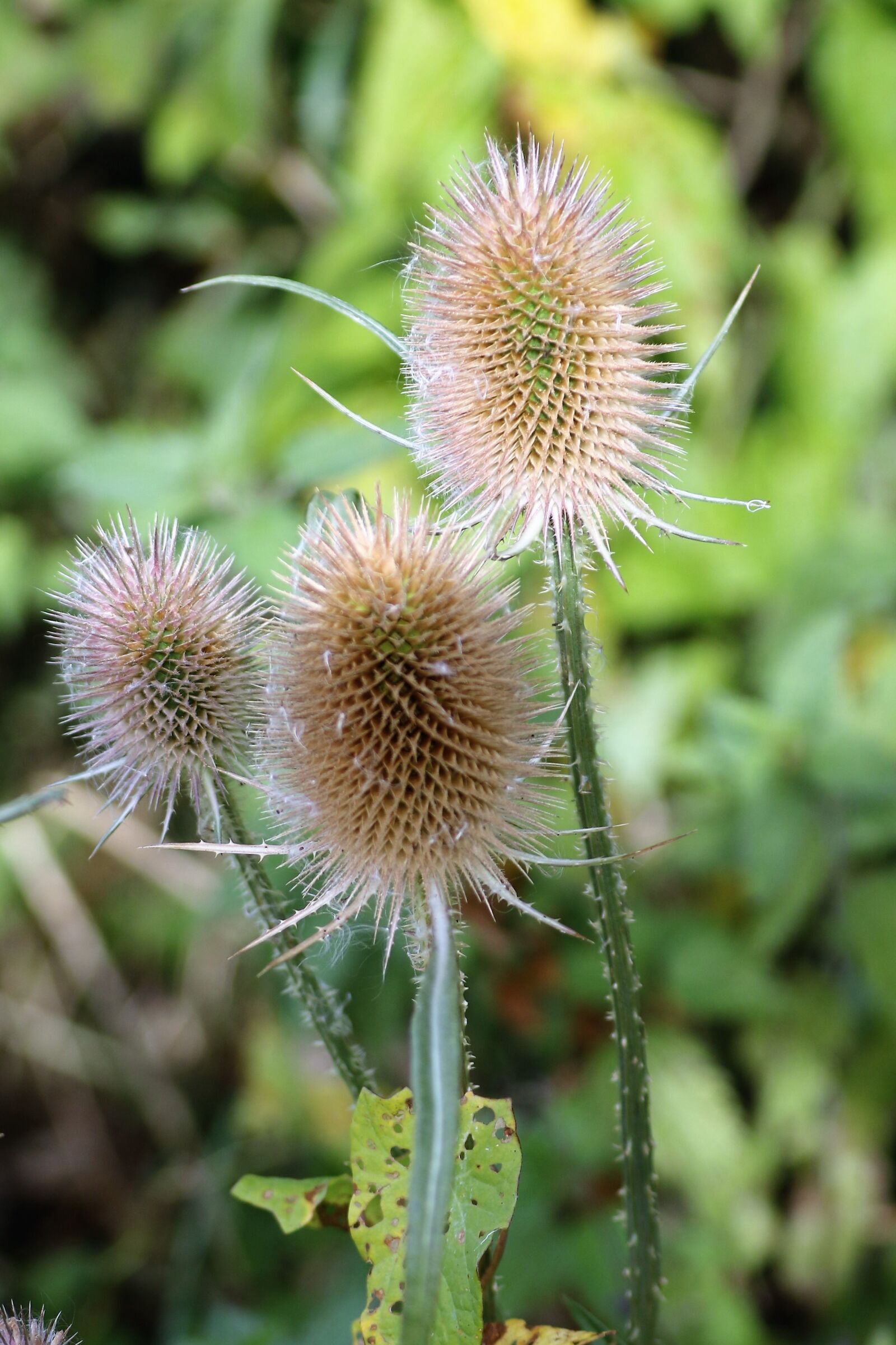 Canon EF 70-300mm F4-5.6L IS USM sample photo. Thistle, spiky, plant photography