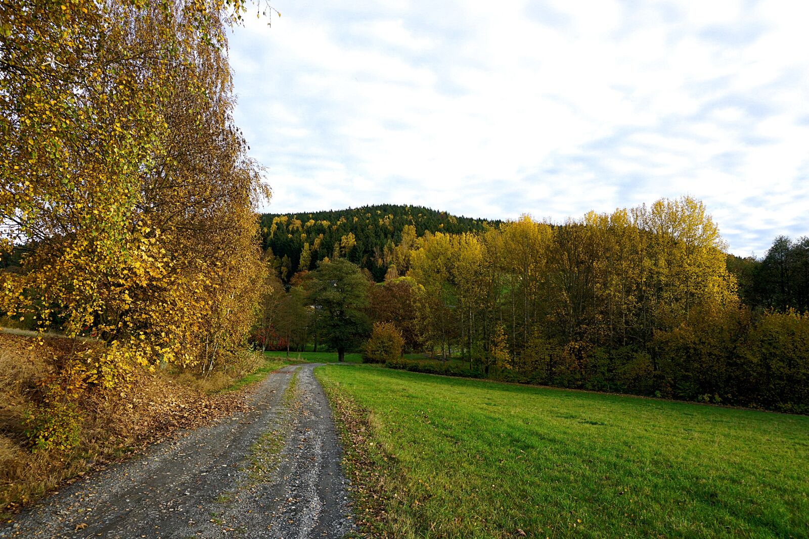Sony a6000 sample photo. Autumn, leaves, fall color photography