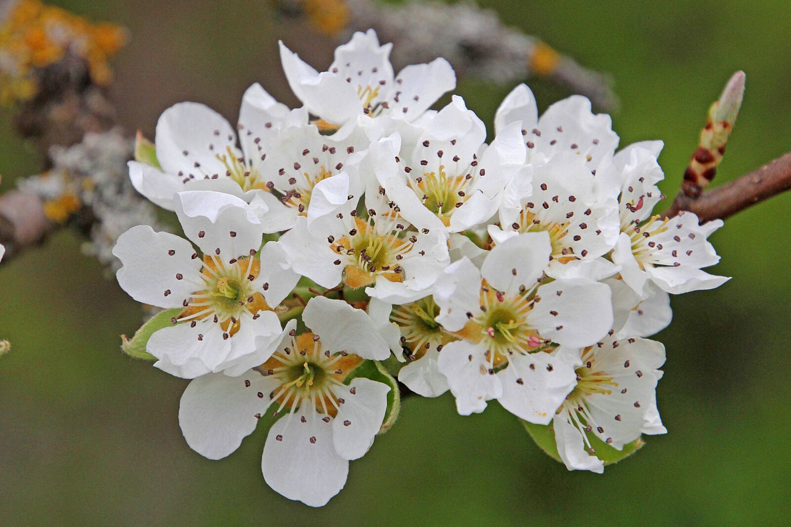 Canon EOS 60D sample photo. Blossom, bloom, pear blossom photography