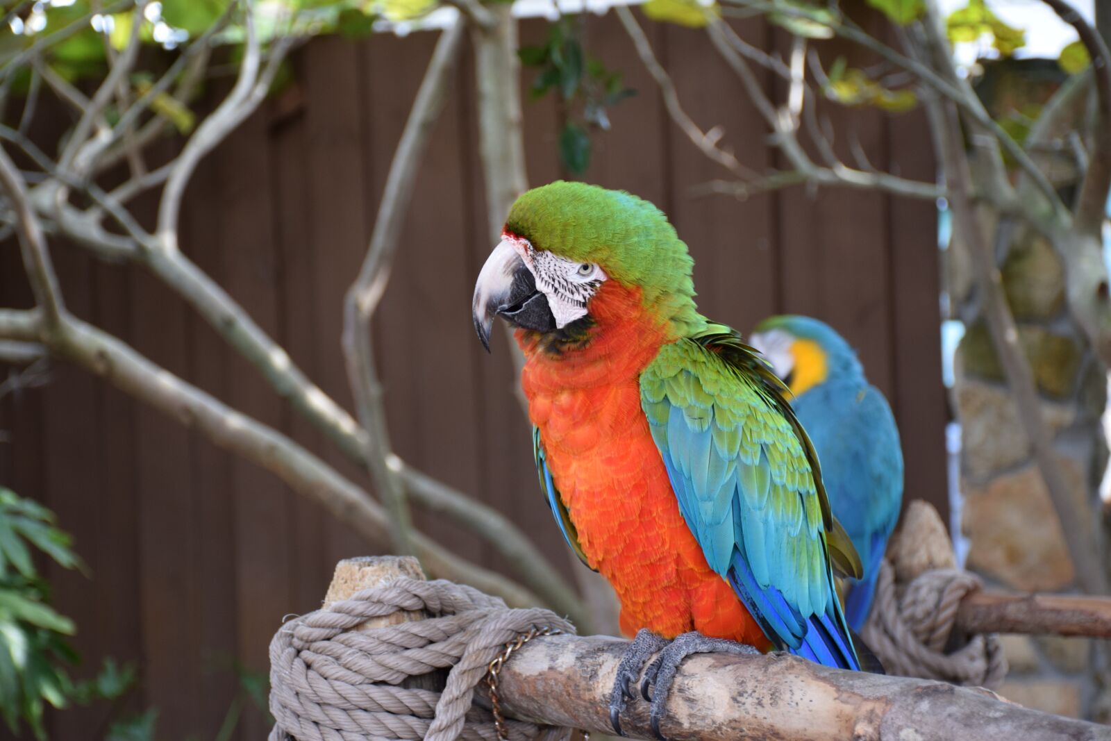 Nikon D5300 sample photo. Macaw, parrot, bird photography
