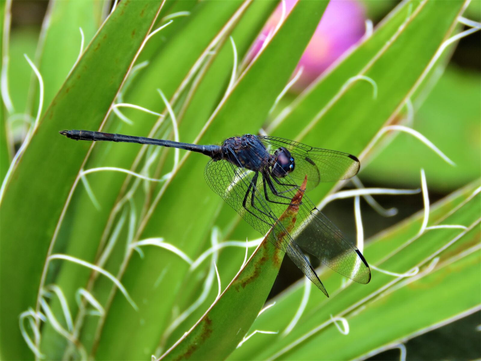 Canon PowerShot SX60 HS sample photo. Dragonfly, insect, wings photography