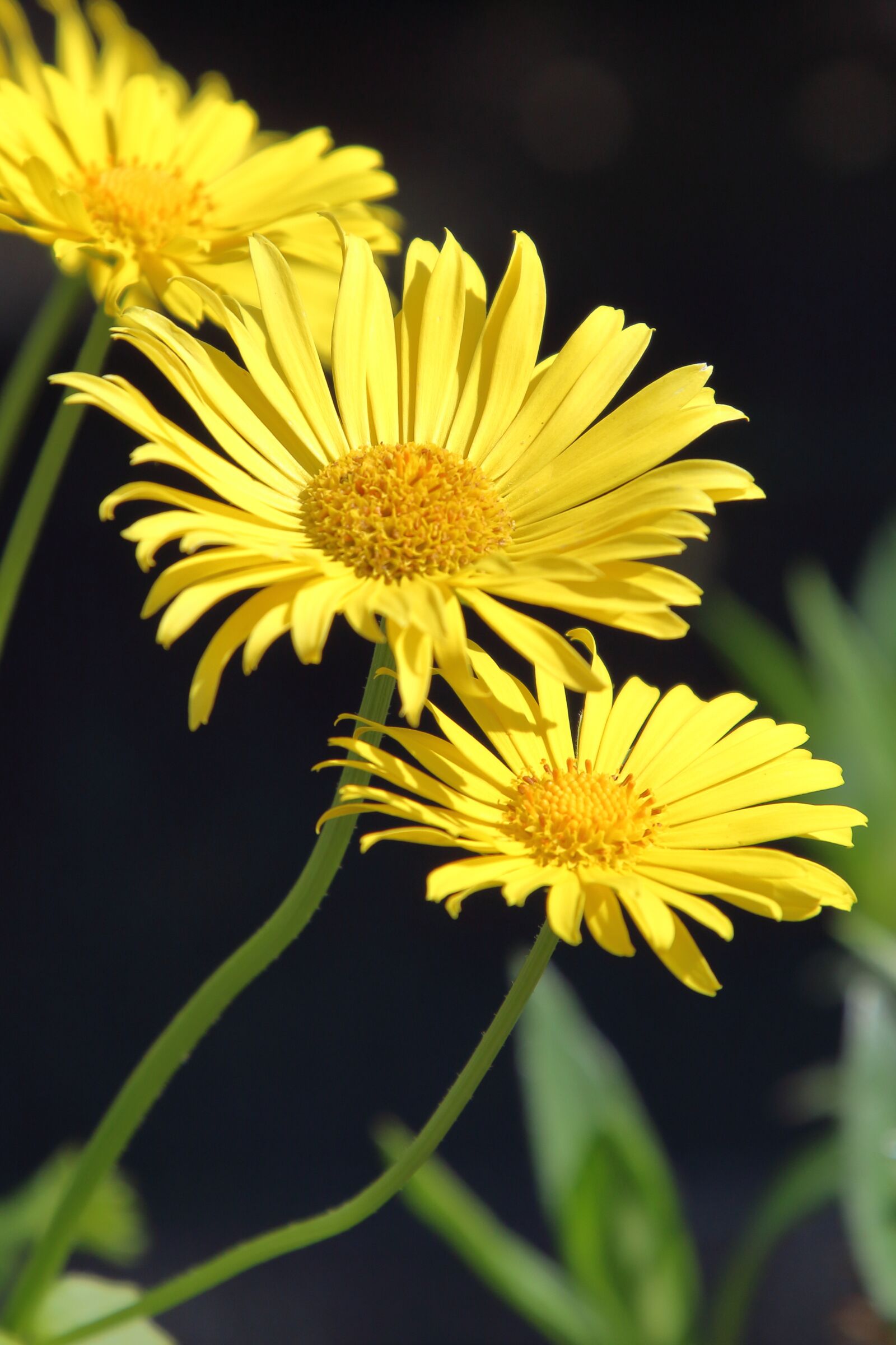 Canon EOS 1300D (EOS Rebel T6 / EOS Kiss X80) sample photo. Daisy, yellow, nature photography