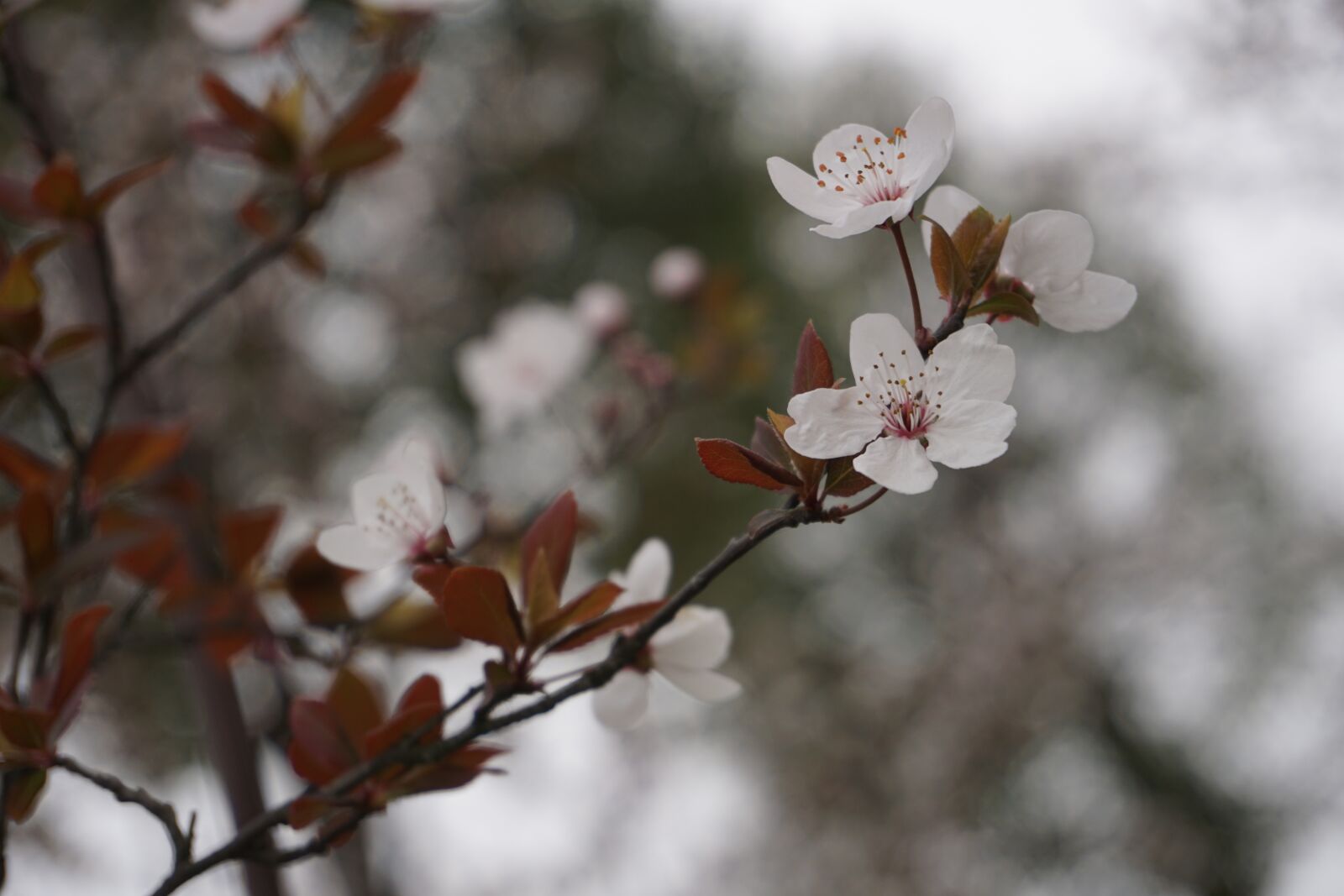 Sony a6000 sample photo. Plum blossom, samuume, spring photography