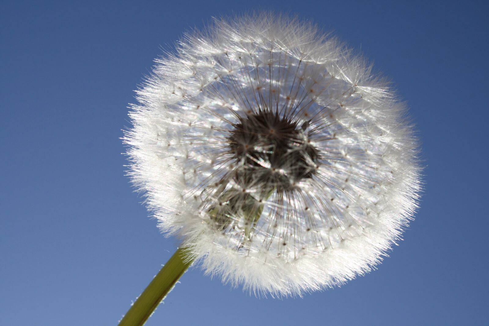 Canon EOS 1000D (EOS Digital Rebel XS / EOS Kiss F) sample photo. Sun, sky, dandelion photography
