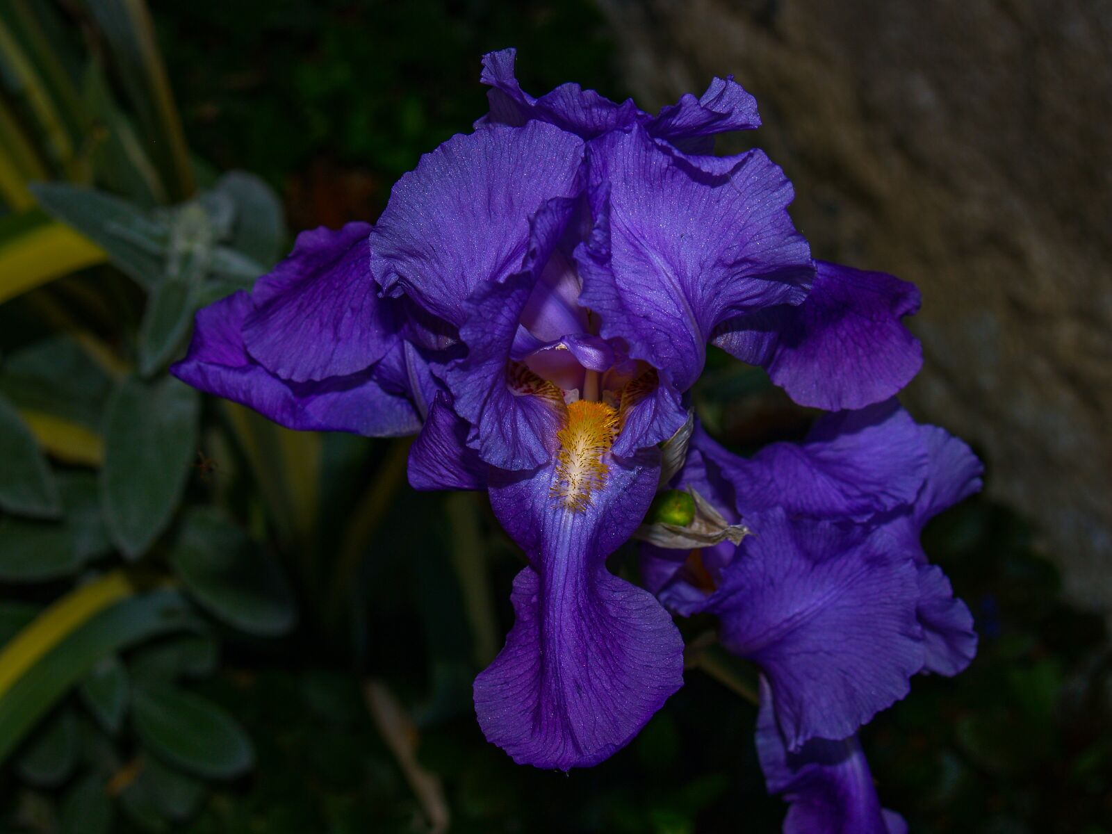 Olympus E-500 (EVOLT E-500) sample photo. Iris, flower, large photography