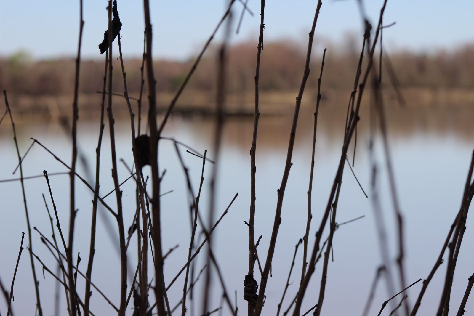 Canon EF 75-300mm f/4-5.6 sample photo. Lake, natue, reeds photography