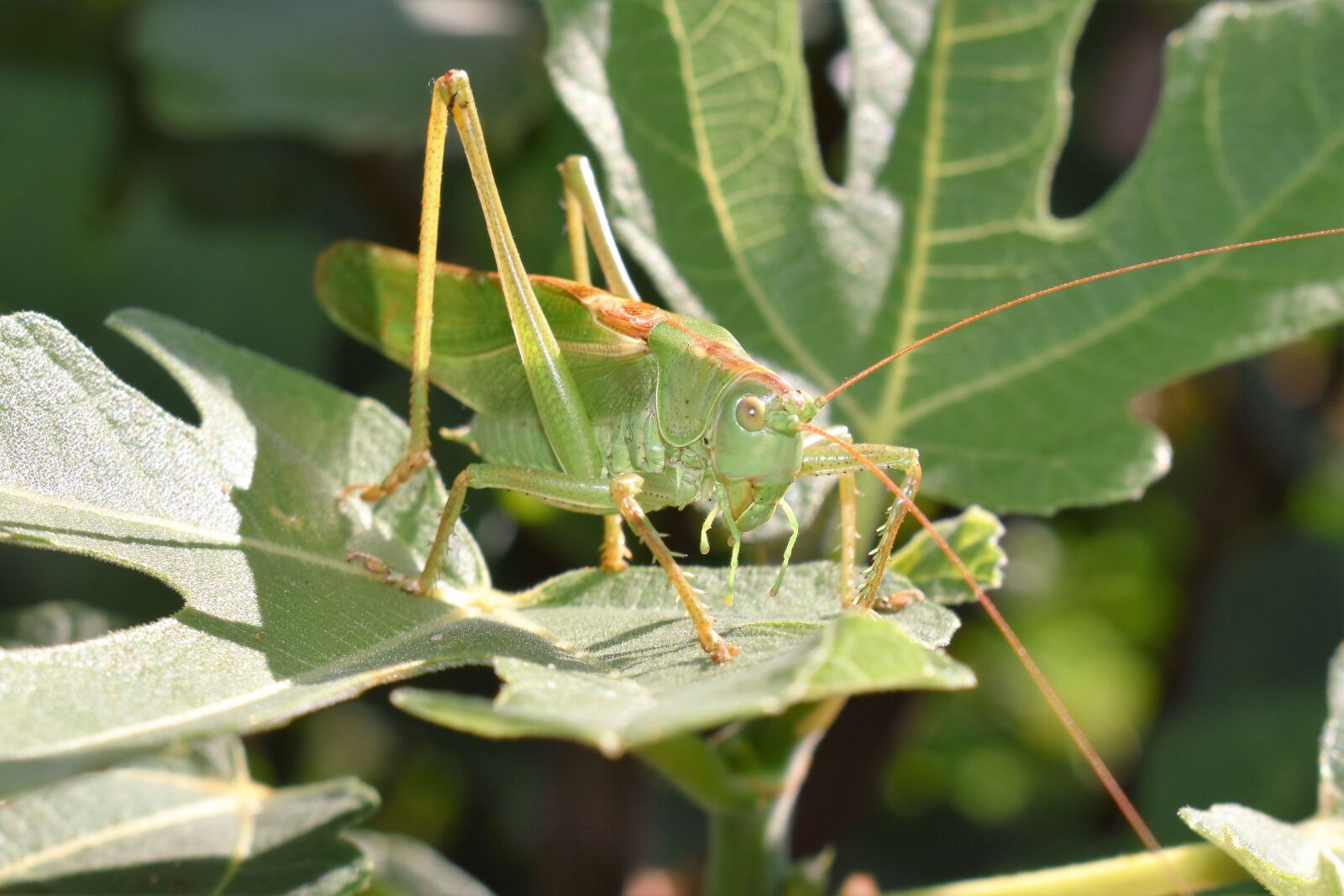 Nikon D5500 sample photo. Grasshopper, green, animal photography
