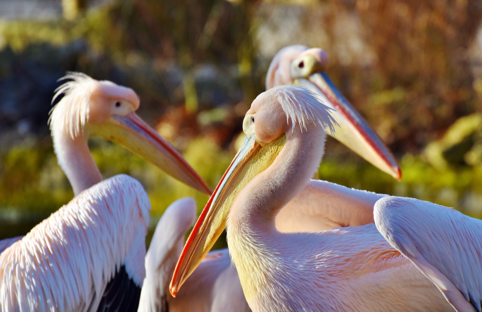 Nikon D7200 sample photo. Pelikan, water bird, pink photography