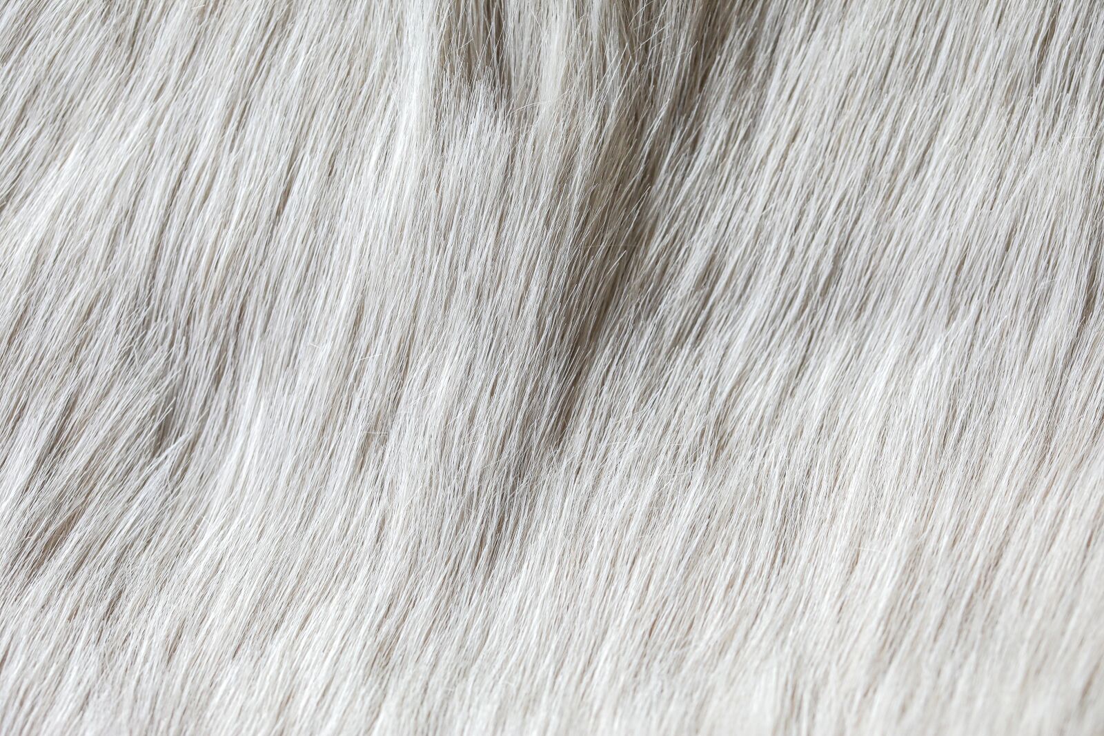 Canon EOS 5D Mark IV sample photo. Fur, fluffy, alpaca photography