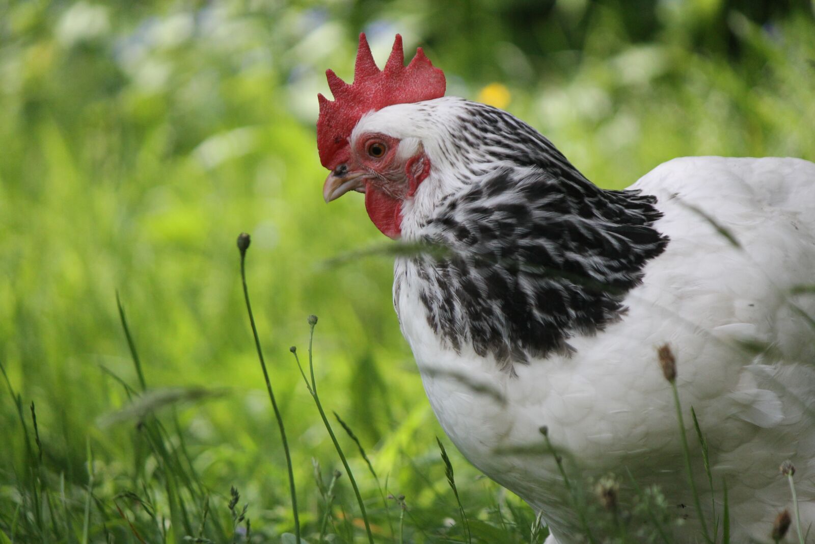 Canon EOS 1100D (EOS Rebel T3 / EOS Kiss X50) sample photo. Chicken, hen, pet photography