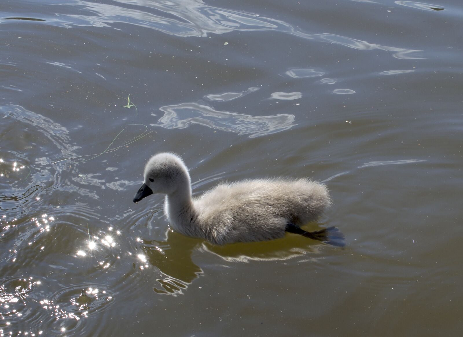 Nikon D5300 sample photo. Swan, chicks, ducks photography