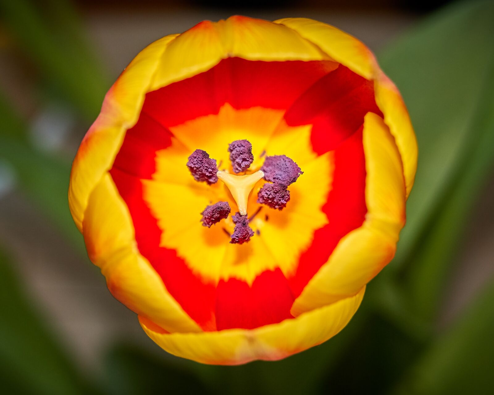 Sony Cyber-shot DSC-RX100 VI sample photo. Flower, tulip, nature photography