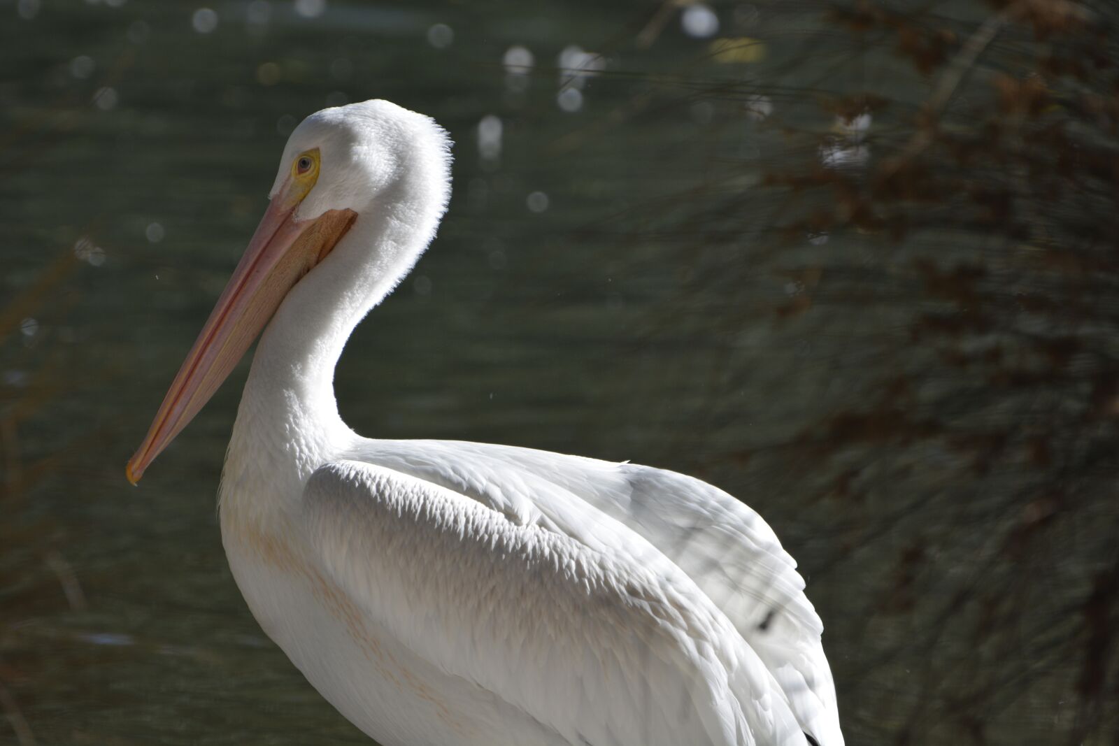 Nikon D7100 sample photo. Bird, water, pelican photography