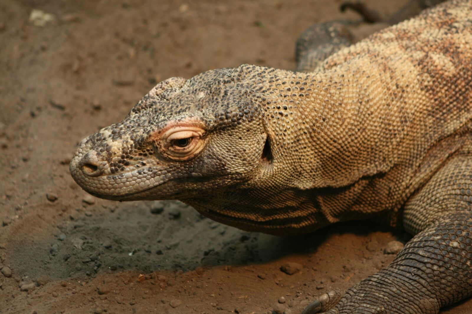 Canon EOS 400D (EOS Digital Rebel XTi / EOS Kiss Digital X) sample photo. Reptile, lizard, wildlife photography