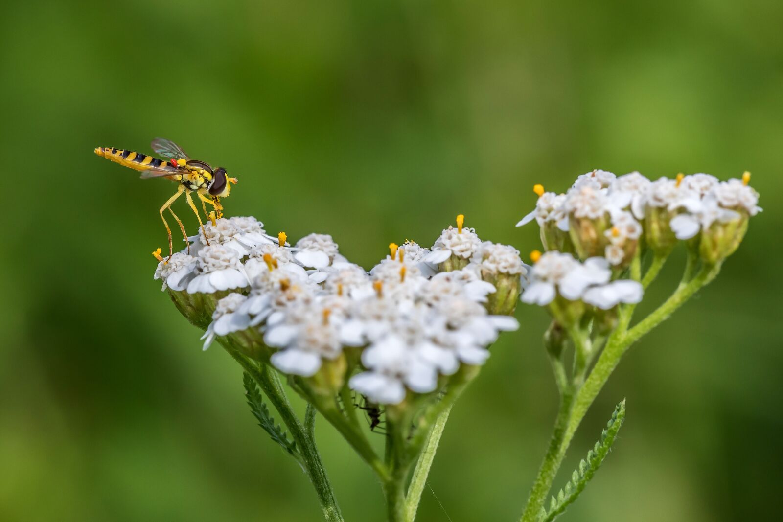Canon EOS 5D Mark IV + Canon EF 100mm F2.8L Macro IS USM sample photo. Hover fly, yarrow, meadow photography