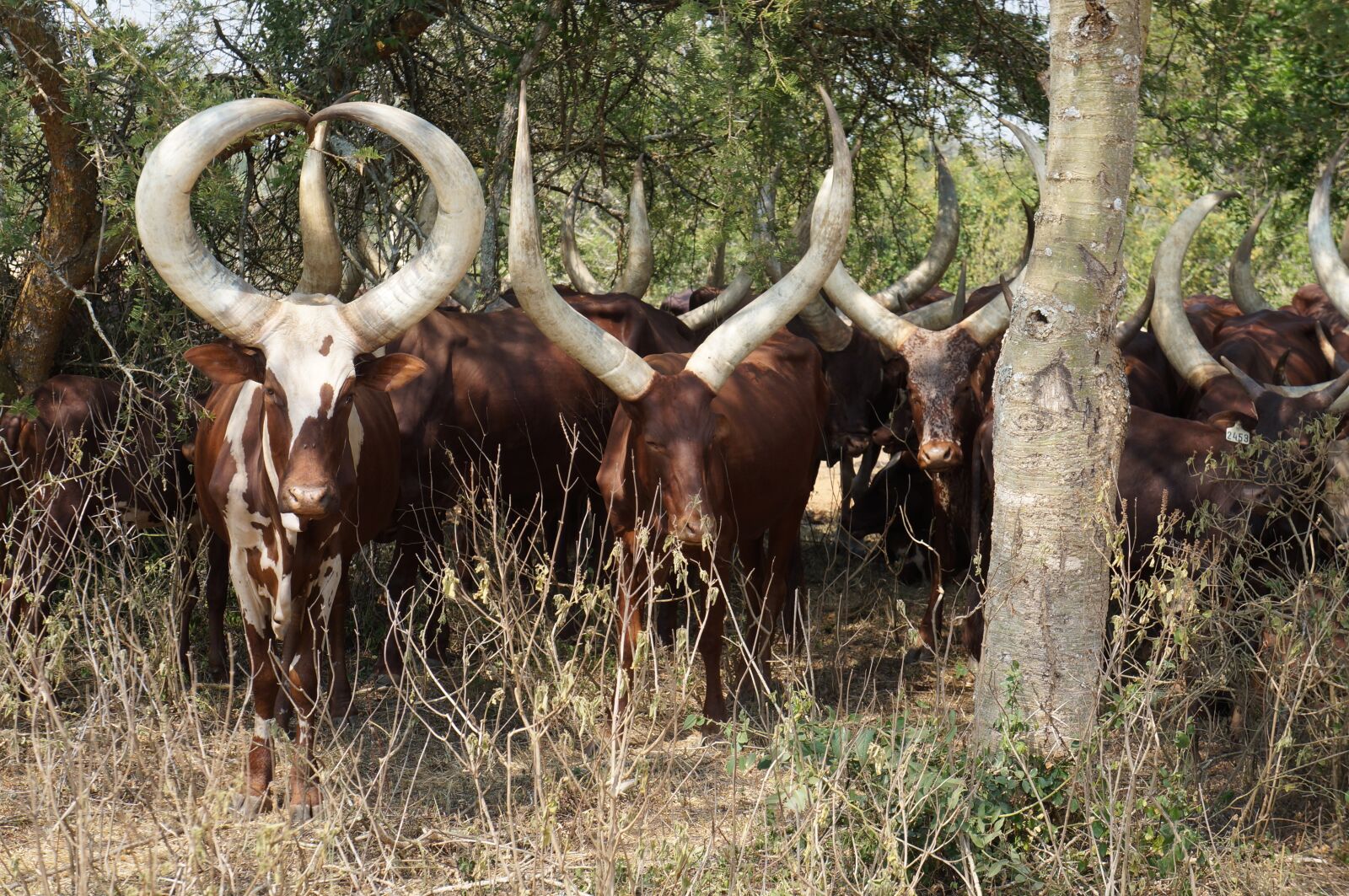 Sony Alpha NEX-F3 + Sony E 18-55mm F3.5-5.6 OSS sample photo. Uganda, cattle, ankole photography