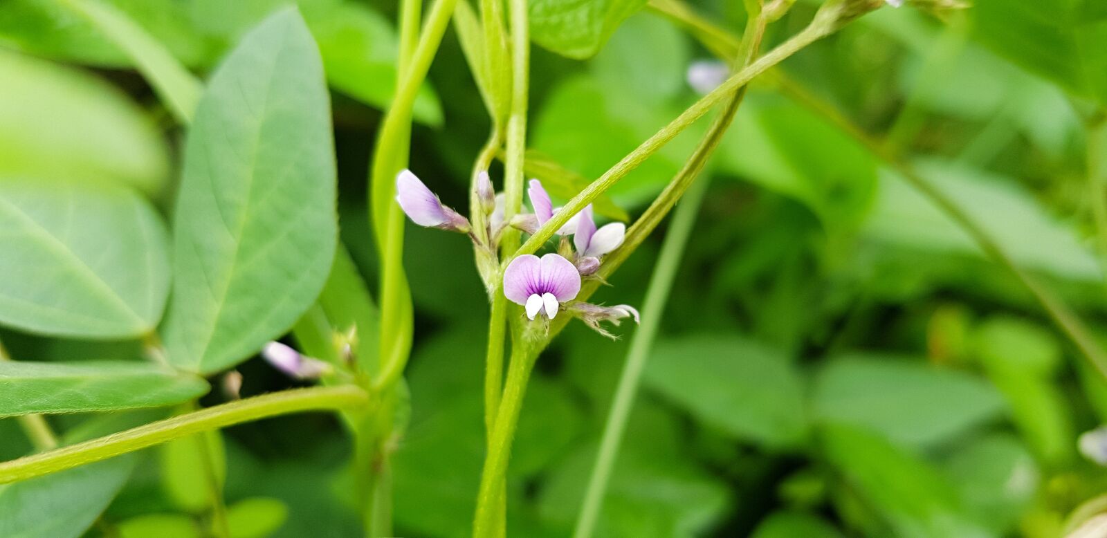 Samsung SM-N950N sample photo. Bean flower, flowers, republic photography