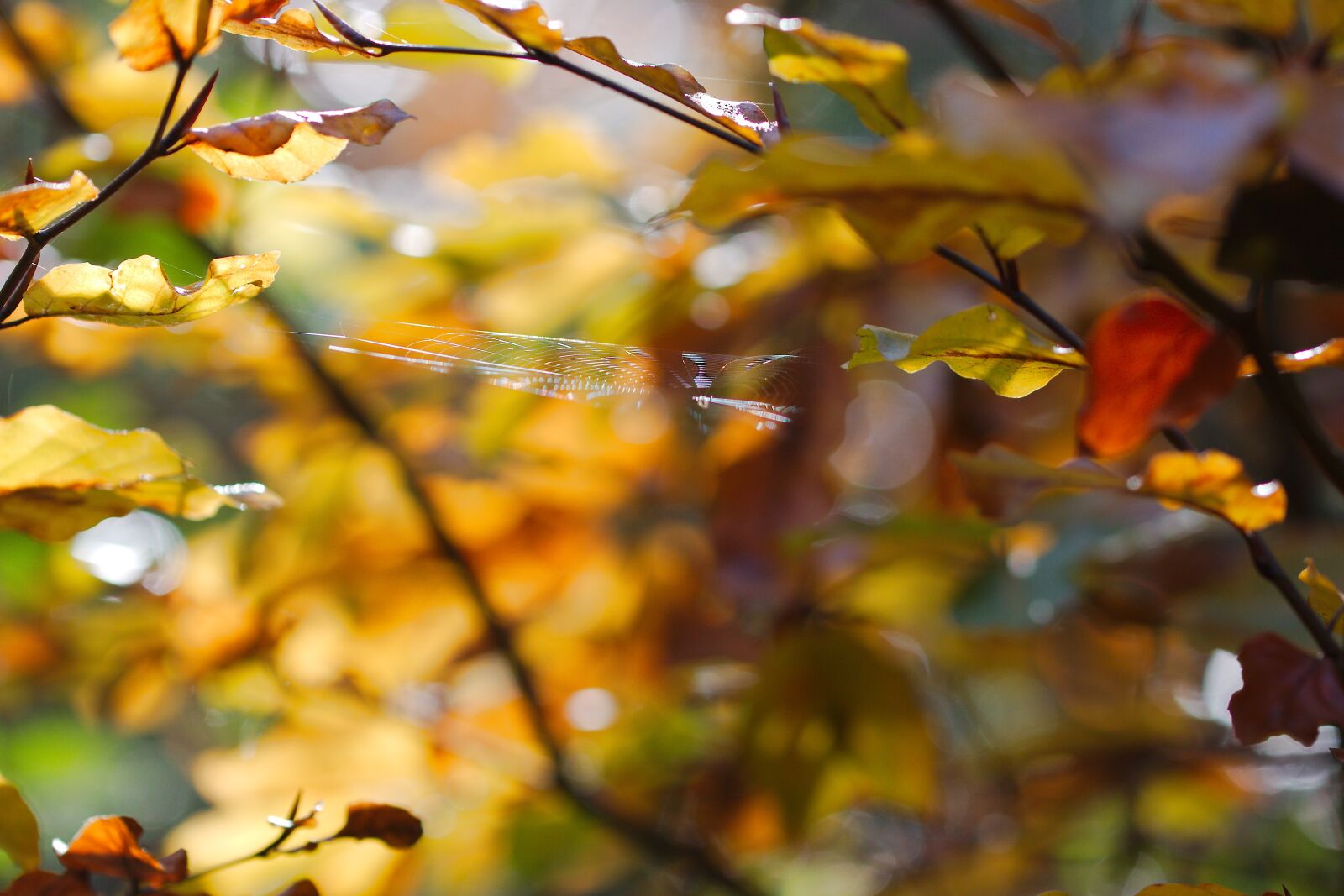 Canon EOS 70D sample photo. Leaf, autumn, tree photography