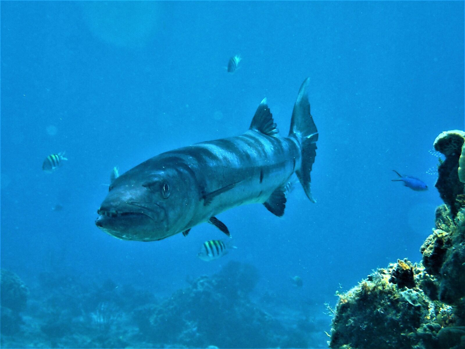 Olympus TG-4 sample photo. Barracuda, scuba, cozumel photography