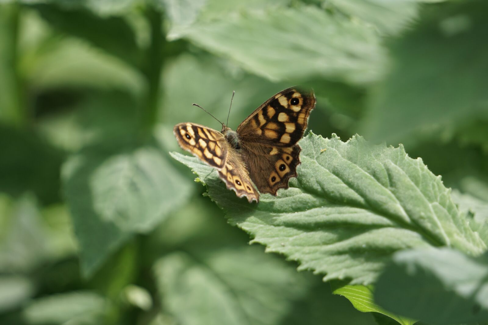 Sony E 55-210mm F4.5-6.3 OSS sample photo. Butterfly, nature, plant photography