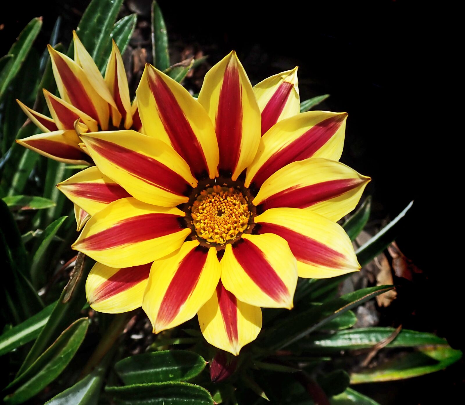 Olympus TG-5 sample photo. Flower, daisy, striped photography