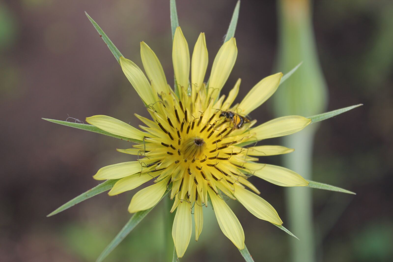 Canon EOS 1100D (EOS Rebel T3 / EOS Kiss X50) sample photo. Summer, yellow, flower photography