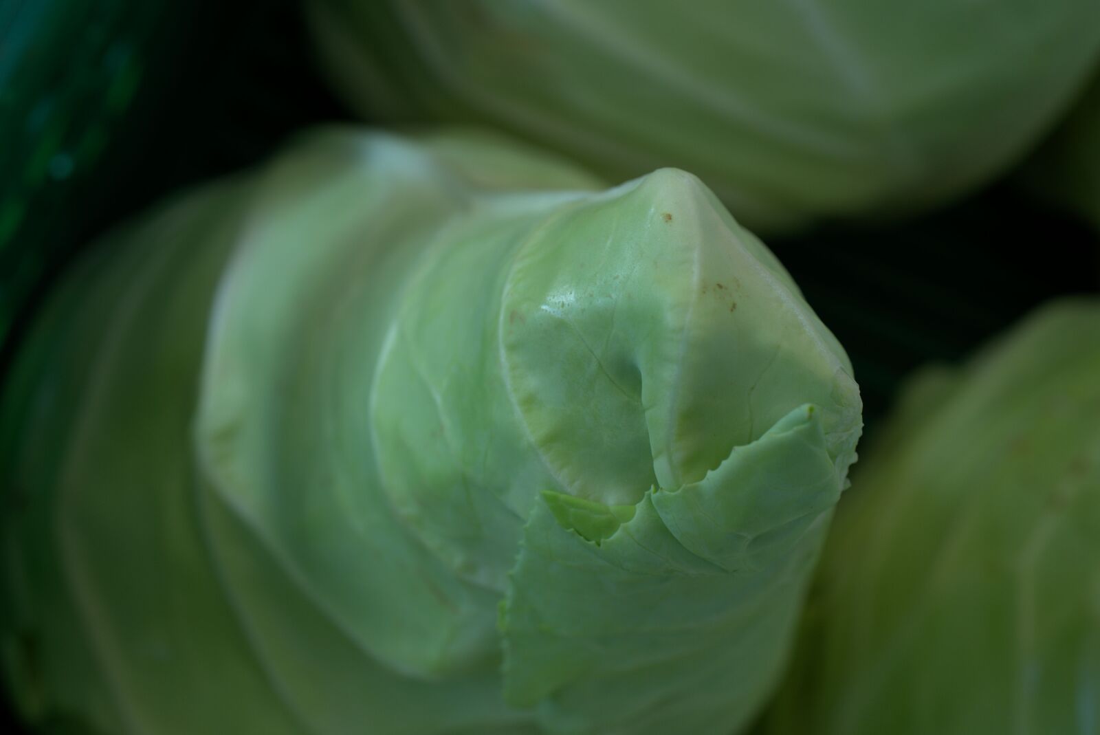 Sony FE 50mm F2.8 Macro sample photo. Pointed cabbage, vegetables, kohl photography
