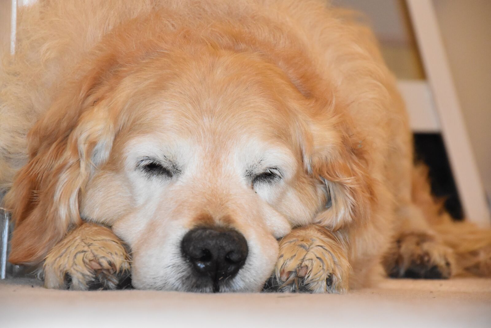 Nikon D5500 sample photo. Sleeping dog, golden retriever photography