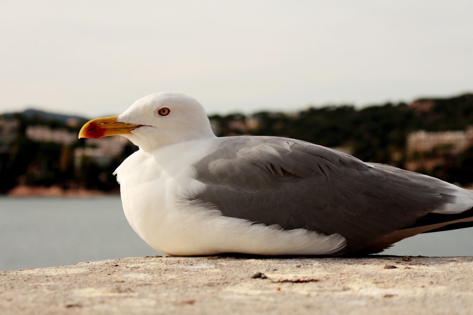 Canon EOS 700D (EOS Rebel T5i / EOS Kiss X7i) sample photo. Seagull, mediterranean, sea photography