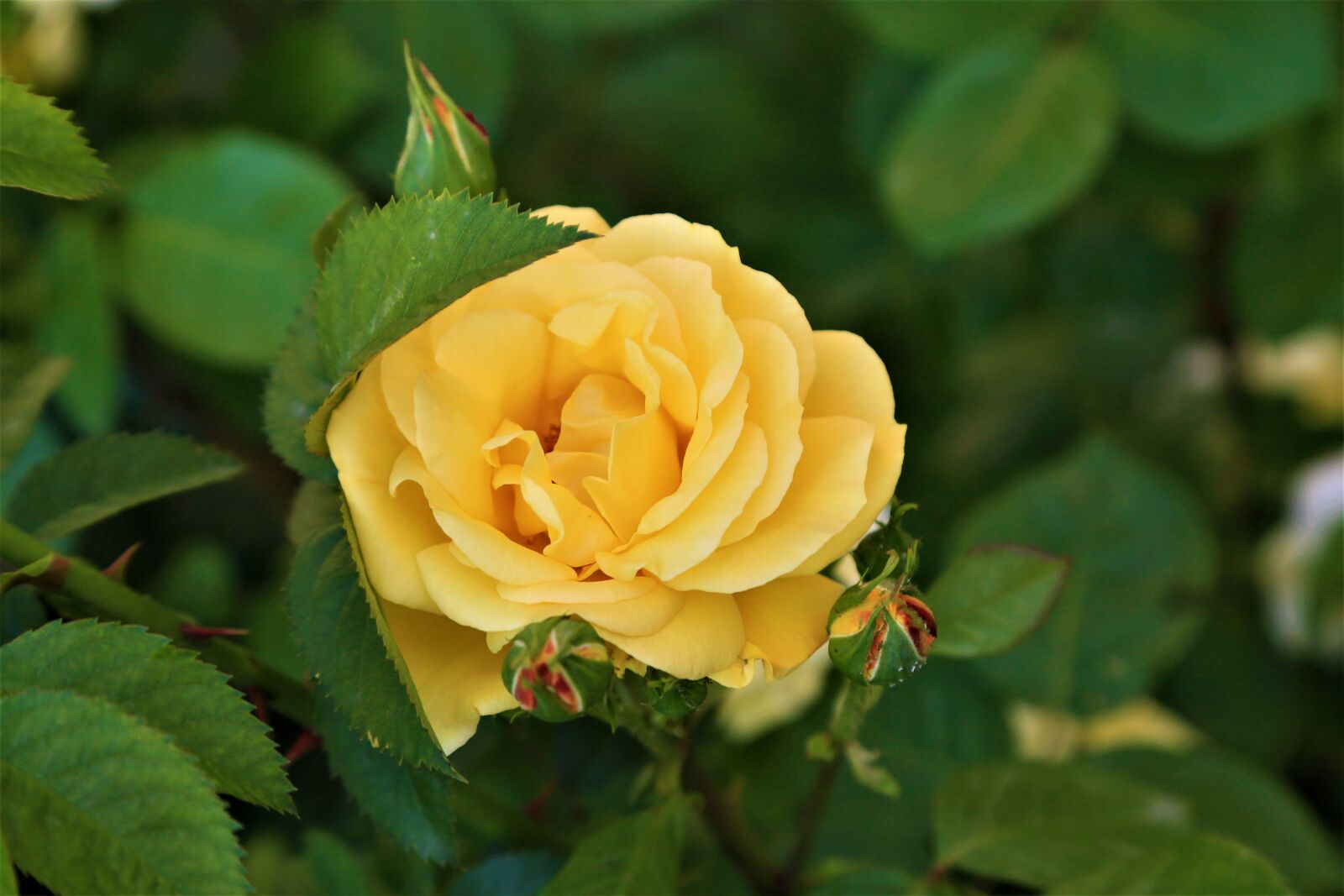 Canon EF 24-105mm F4L IS USM sample photo. Rose, spring, flower photography
