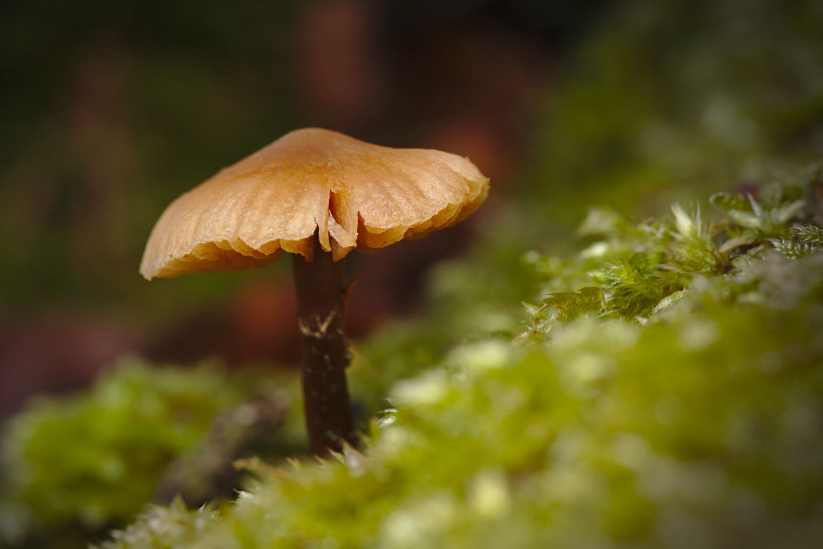 Canon EOS 6D + Canon EF 100mm F2.8L Macro IS USM sample photo. Forest, mushroom, macro photography