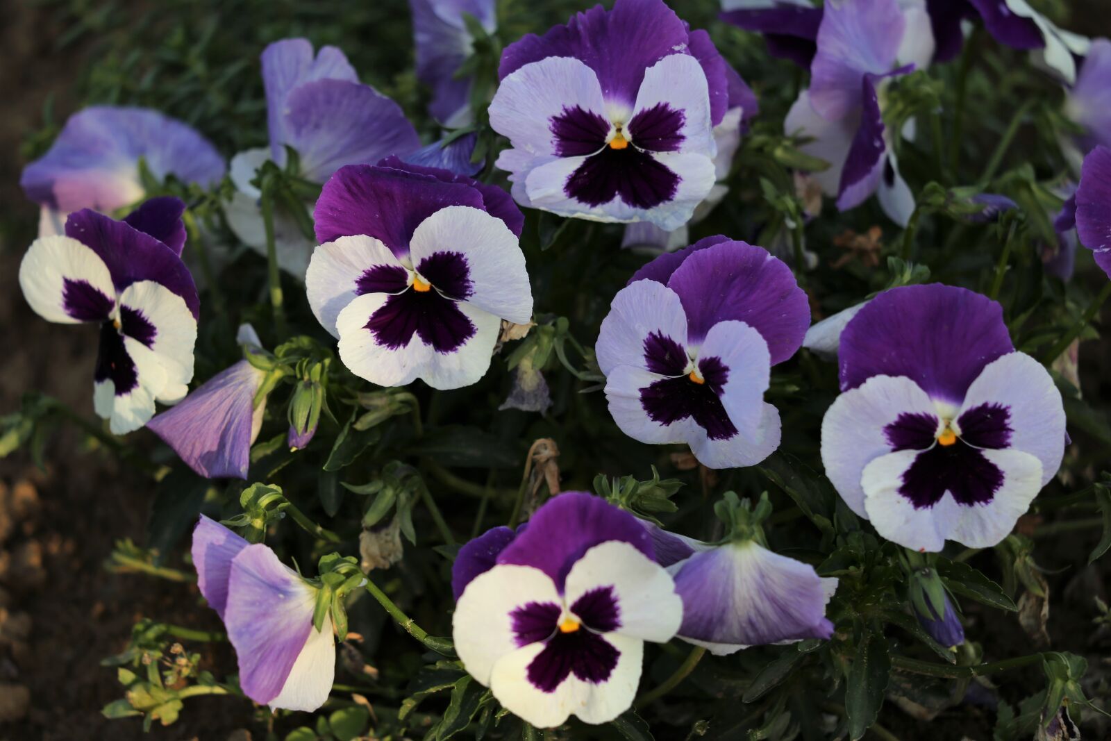 Canon EOS 6D + Canon EF 70-300 F4-5.6 IS II USM sample photo. Pansy, flower, blooming photography