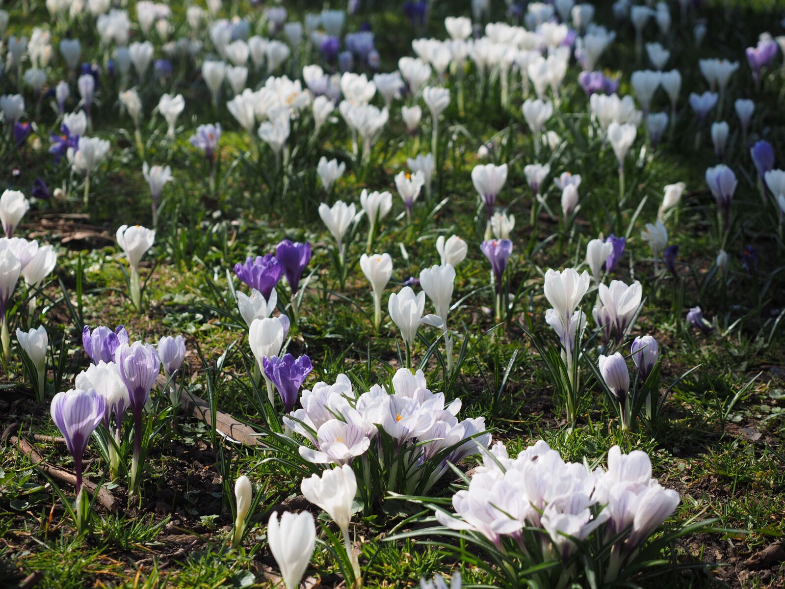 Olympus OM-D E-M1 + Olympus M.Zuiko Digital ED 12-40mm F2.8 Pro sample photo. Crocus, flower, spring photography