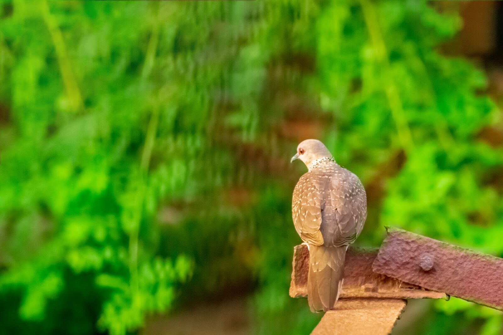 Nikon D3400 sample photo. Dove, bird, beak photography