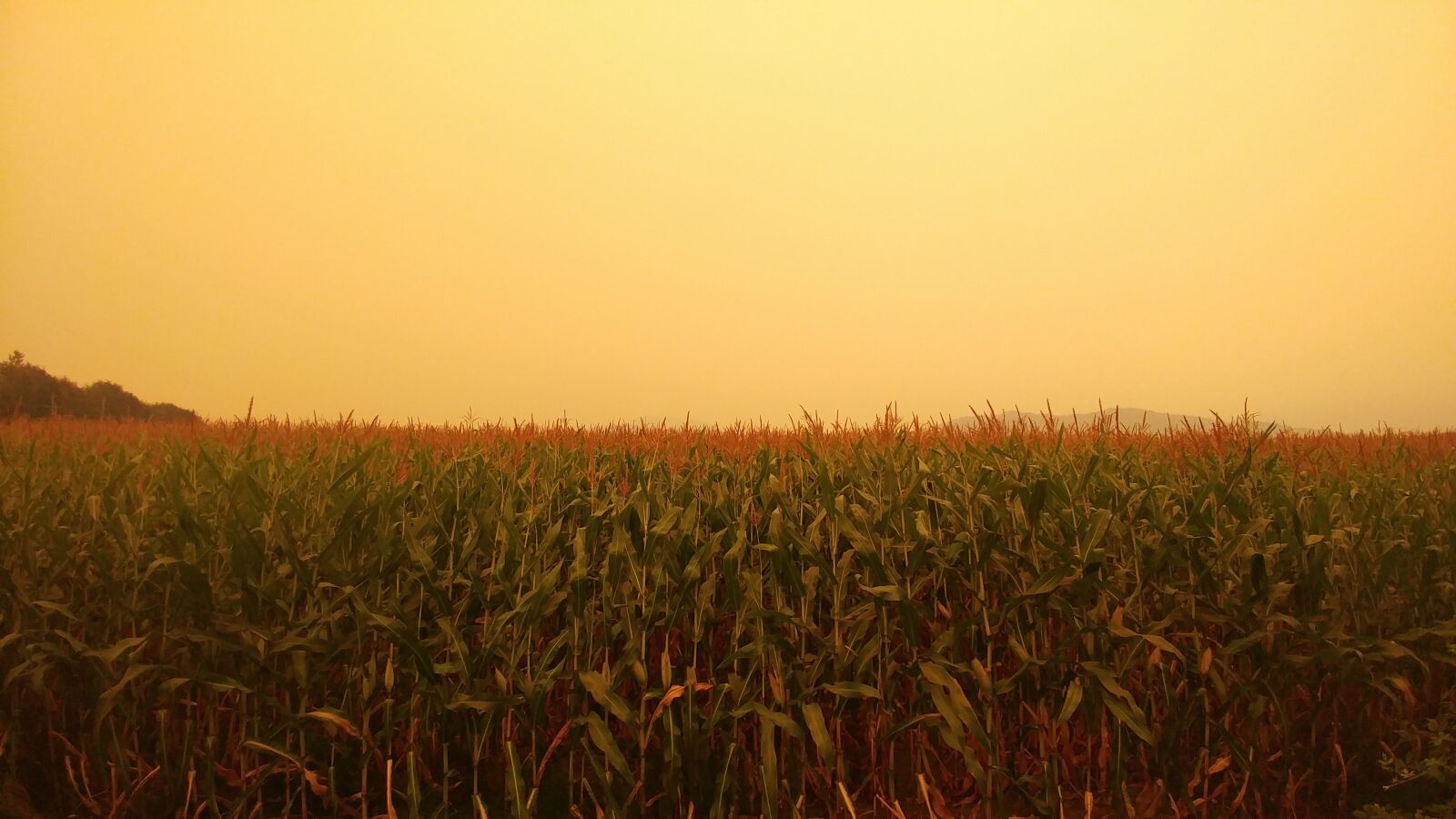 LG G5 sample photo. Eerie, cornfield, farm photography