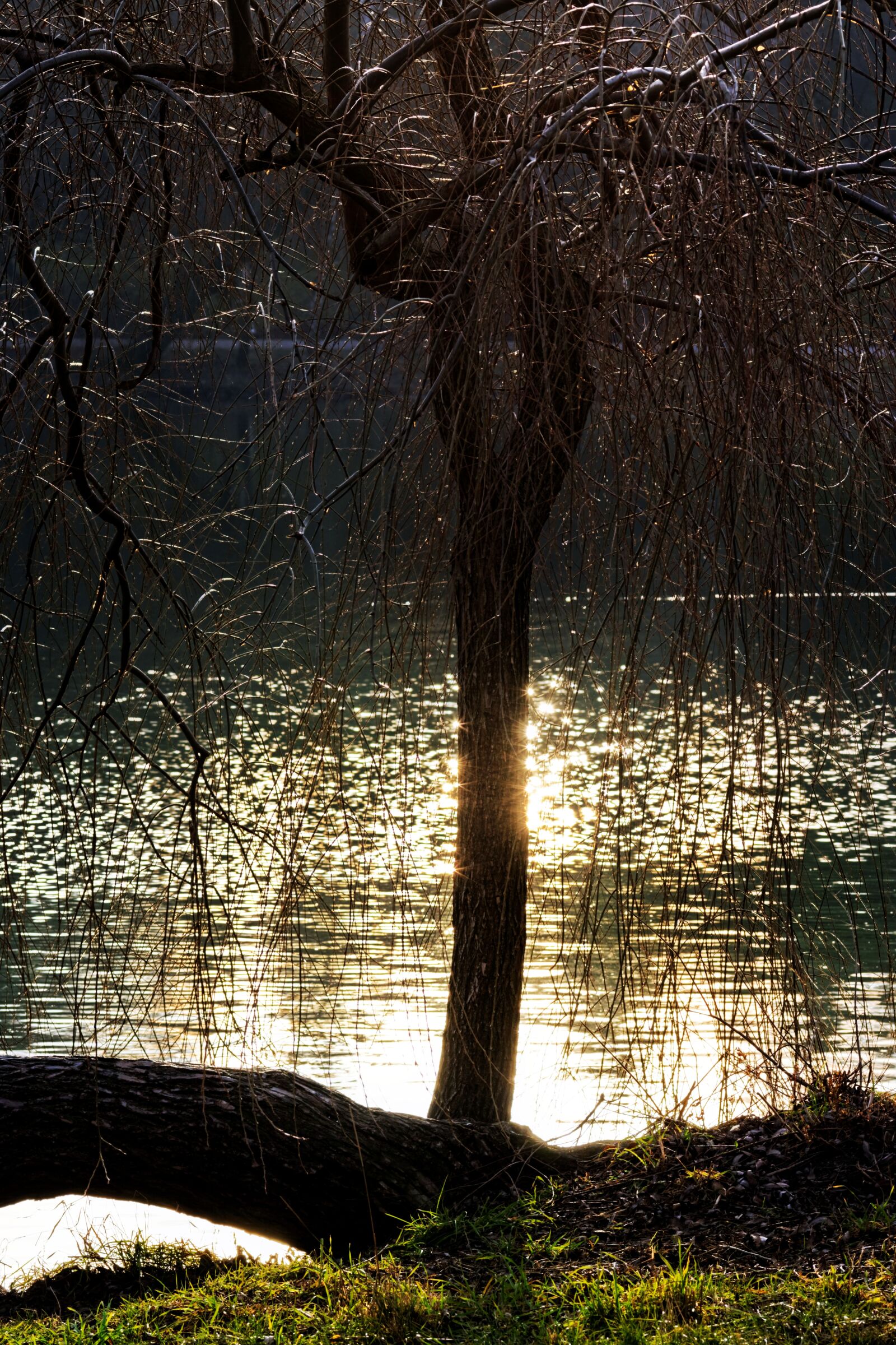 Nikon D5300 sample photo. Tree, willow, nature photography