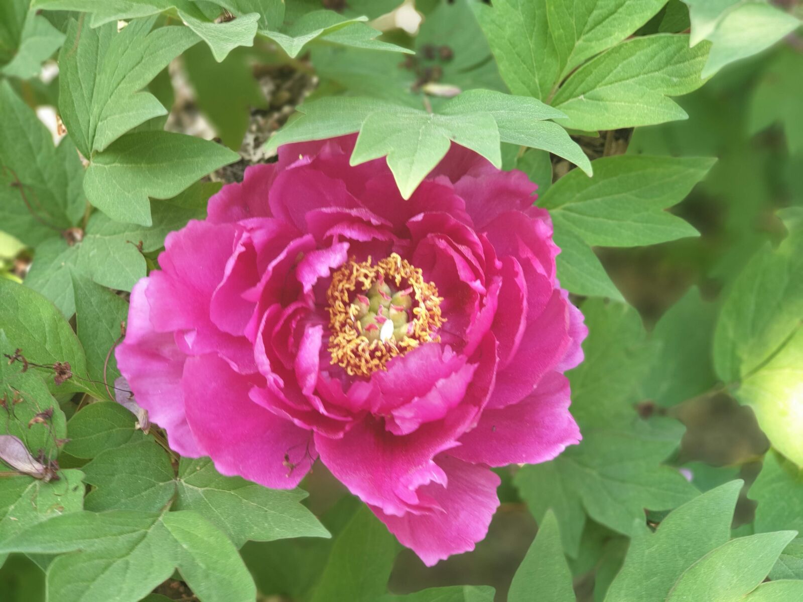 Samsung Galaxy Note9 sample photo. Nature, plants, garden photography